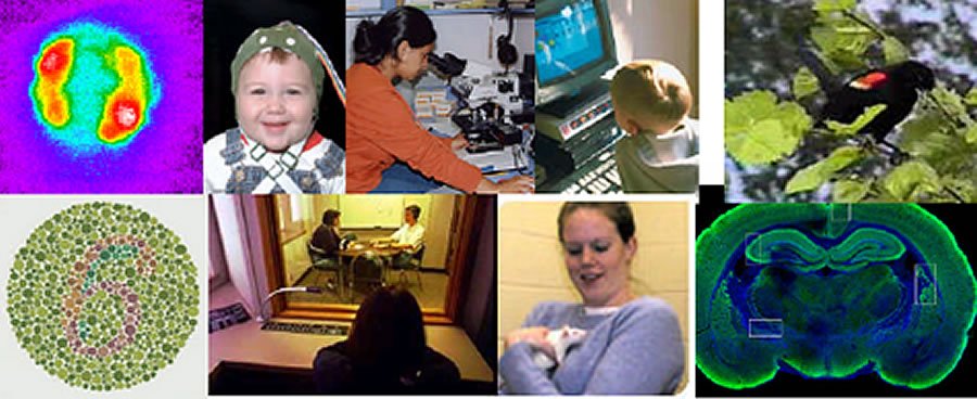 UW Psychology Research image collection